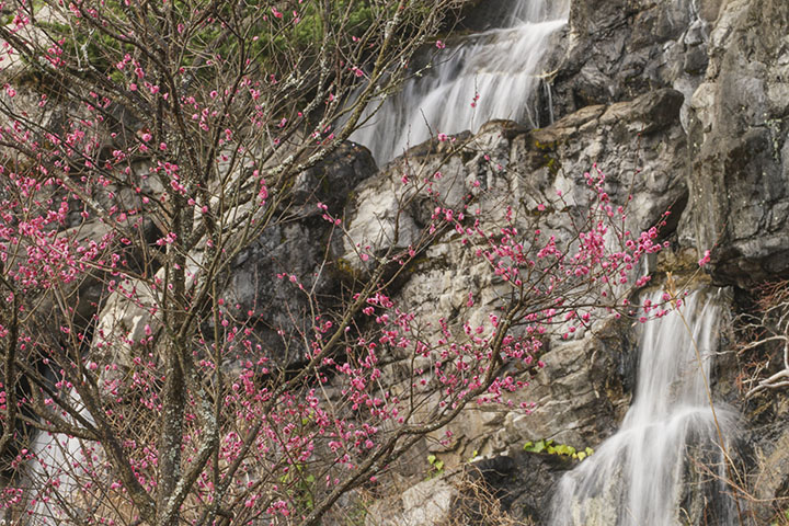 熱海梅園の梅見の滝