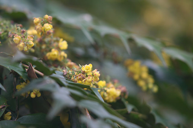 ヒイラギナンテンの黄色い花