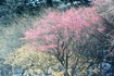 2010年、星野自然村に咲く紅梅