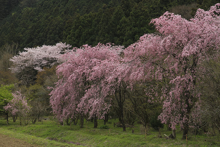 星野自然村の桜
