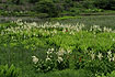 八島湿原に咲くコバイケイソウ
