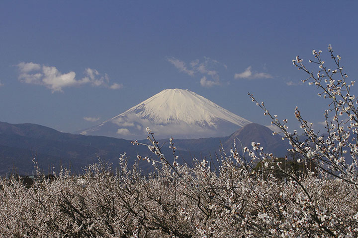 富士山と曽我梅林