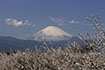 富士山と白梅〜曽我梅林