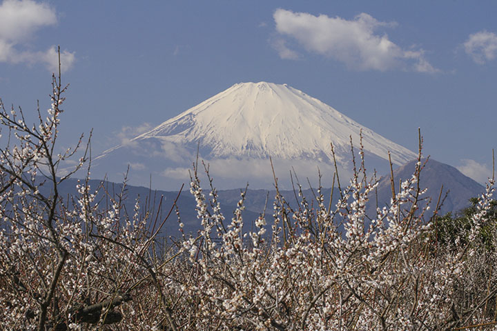 曽我梅林と富士山