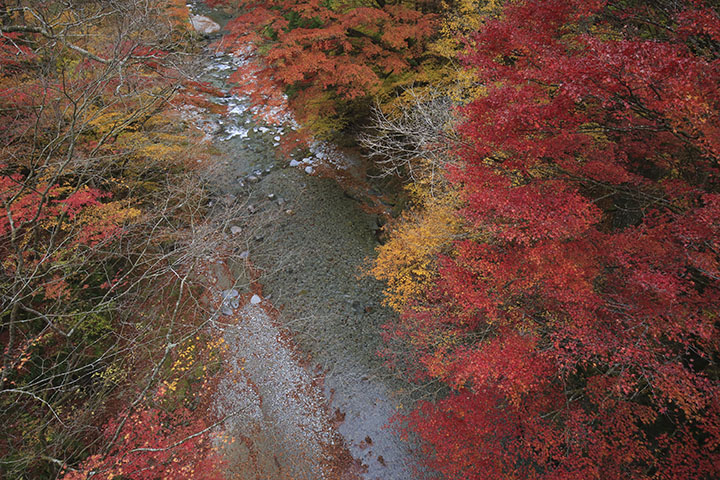 大芦渓谷紅葉