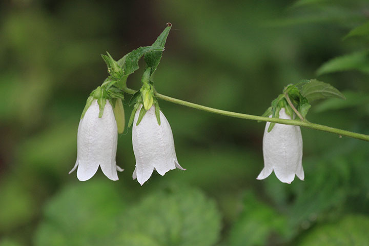 ホタルブクロ白花