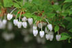 ドウダンツツジの白い花