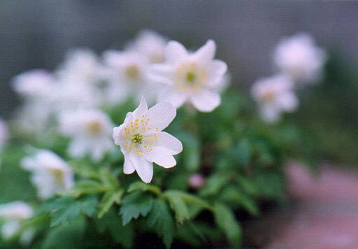 キンポウゲ科の花