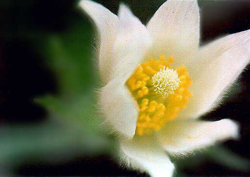 オキナグサの花