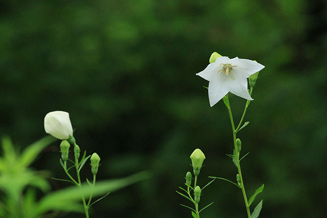 キキョウの白花