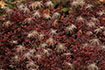 栂池自然園で紅葉するチングルマ